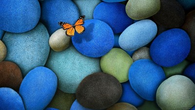 پروانه-سنگ-آبی-حشره-حشرات-حیوان-حیوانات-طرح گرافیکی